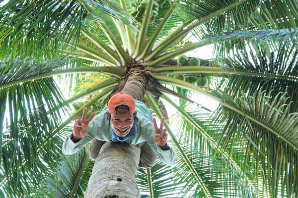 'Thánh' leo dừa nhanh như chớp, lột vỏ bằng răng 'độc nhất' ở miền Tây