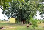 The legend of the old temple near the cu chi tree in Long An