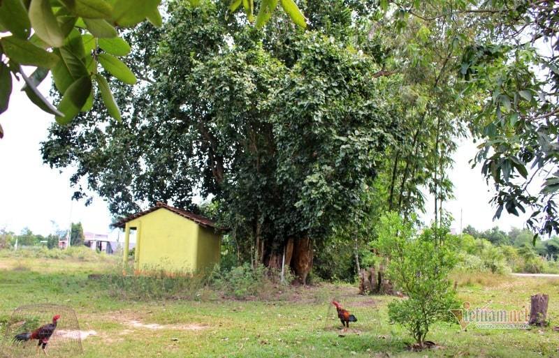 The legend of the old temple near the cu chi tree in Long An