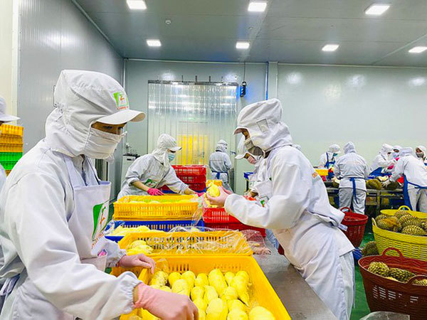 Investment in cold storage needed for VN's proactive export of agricultural products