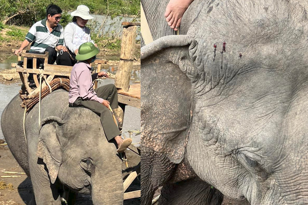 Thực hư tin voi chở khách ở khu du lịch Đắk Lắk 'bị đánh chảy máu'