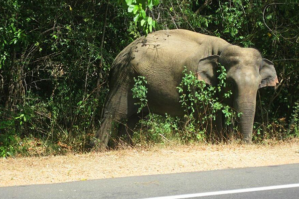 'Khoảnh khắc thót tim' khi voi rừng đói ăn rượt đuổi xe tải để trộm rau củ