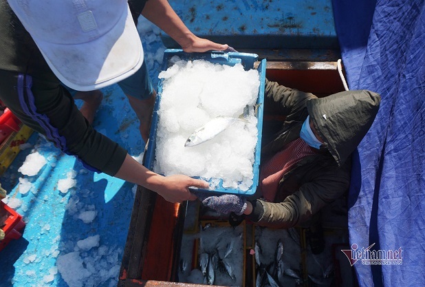 Largest fishing port in central Vietnam is bustling before Tet