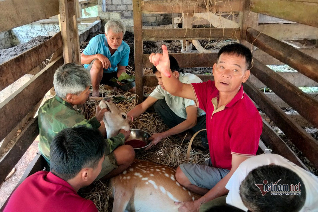 Cưa sừng, hứng máu: Nghề hiếm, kiếm bộn tiền ở Hà Tĩnh