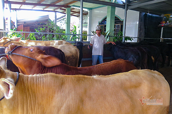 'Sàn giao dịch bò' nhộn nhịp ở Phú Yên