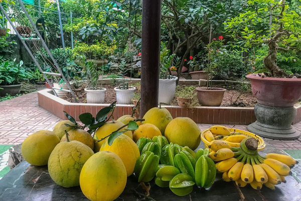 Khu vườn 'trong mơ' với gần 40 loại rau quả sai trĩu trịt giữa lòng Hà Nội