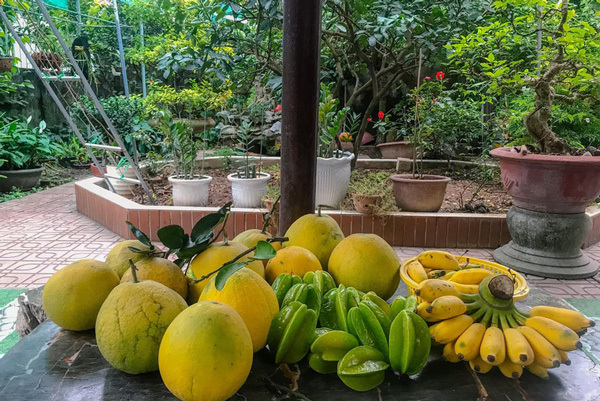 Khu vườn 'trong mơ' với gần 40 loại rau quả sai trĩu trịt giữa lòng Hà Nội