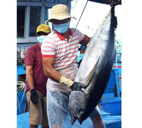 Seeking way out for tuna fishing industry