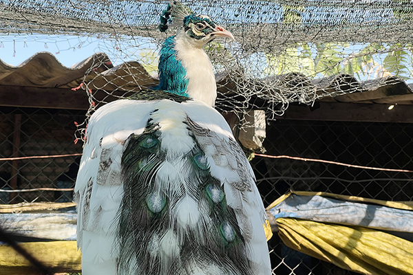 Raising peacocks, Can Tho farmer pockets hundreds of millions VND