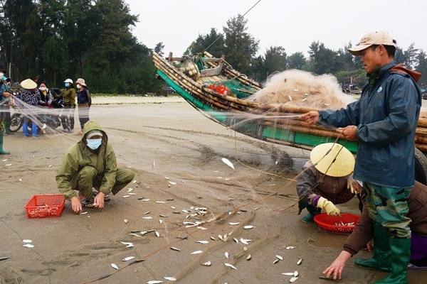 Ngư dân Thanh Hóa kiếm tiền triệu mỗi ngày mùa cá trích