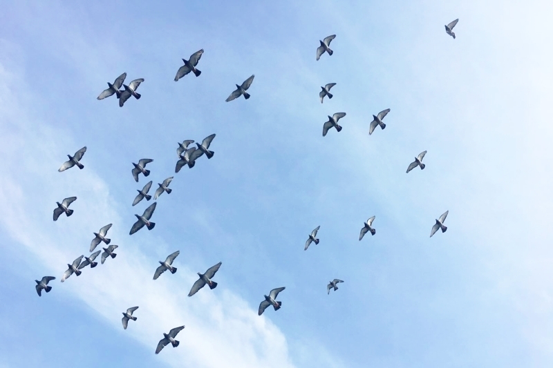 Saigonese set up bases to train pigeon to fly thousands of kilometers