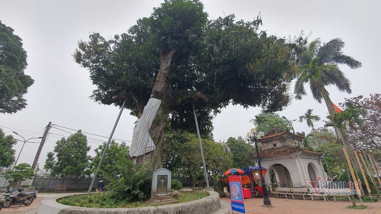 Những 'báu vật xanh' vô giá trong ngôi chùa Tháp hơn 800 tuổi