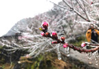 Âm 1 độ, du khách đổ xô lên ngắm hoa đào đóng băng ở Hà Giang