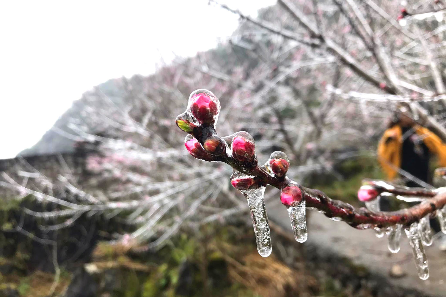 Âm 1 độ, du khách đổ xô lên ngắm hoa đào đóng băng ở Hà Giang