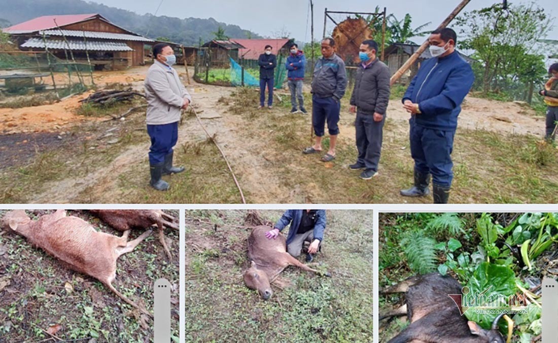 Hình ảnh trâu bò chết rét la liệt ở vùng núi Nghệ An