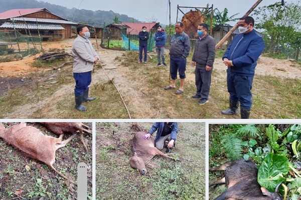 Cattle freeze to death in Vietnam’s worst cold spell in 40 years