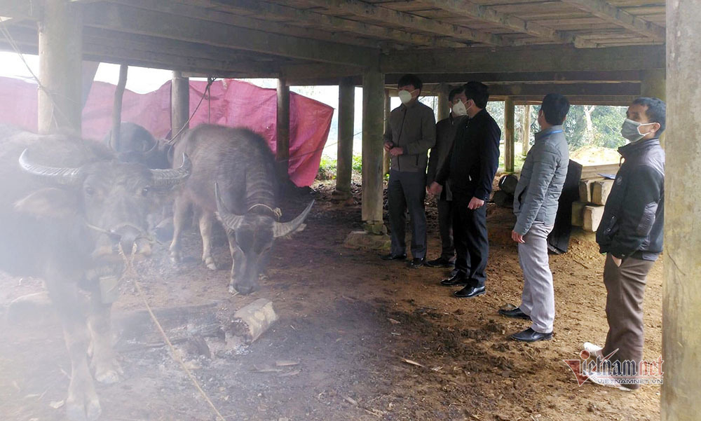 Hình ảnh trâu bò chết rét la liệt ở vùng núi Nghệ An