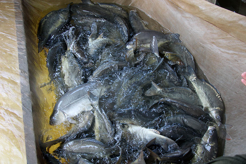 Đại gia miền Tây nuôi nghìn con ‘cá lạ’, thu vài tỷ đồng mỗi năm