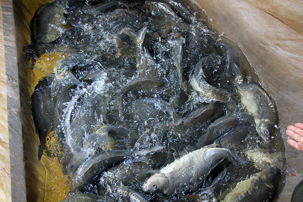 The old farmer raises thousands of 'strange fish', earning several billion dong a year