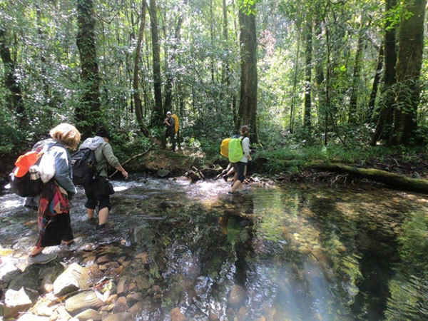 Discovering the mossy forest of Hon Giao