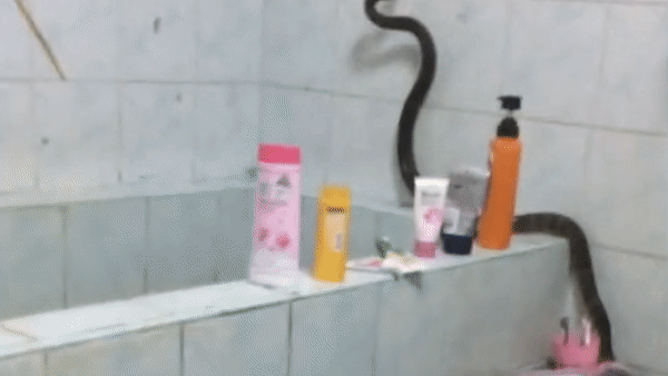Người phụ nữ choáng váng khi phát hiện rắn độc trong phòng tắm