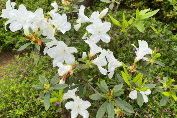 Chồng sang nhà cô hàng xóm sửa nước hộ, lúc về mặt đầy vết bầm tím