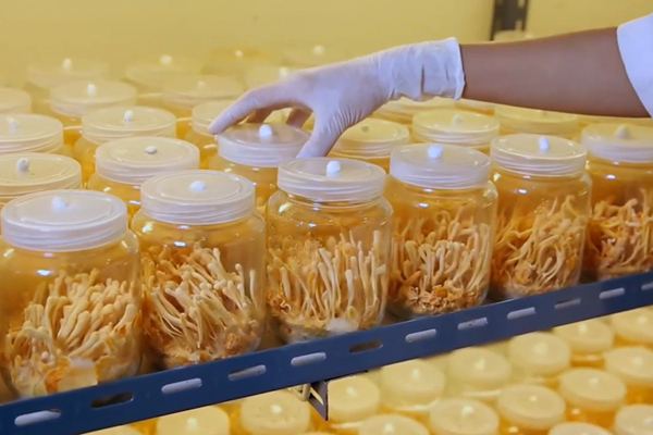 Thêm giải pháp hỗ trợ tăng cường sức khoẻ với Đông trùng hạ thảo