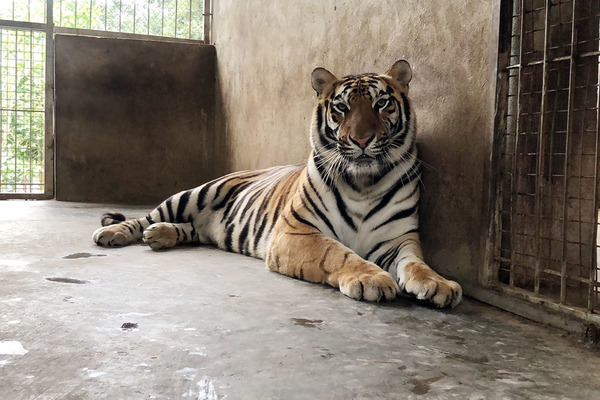 Phương án chuyển 15 con hổ giải cứu ở Nghệ An ra Hà Nội và Quảng Bình