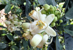 Lùng khắp vườn quê mua loài hoa trắng muốt, thơm lừng bán thu tiền triệu