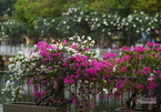 Đường hoa khoe sắc dọc kênh Nhiêu Lộc - Thị Nghè