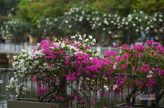 Đường hoa khoe sắc dọc kênh Nhiêu Lộc - Thị Nghè