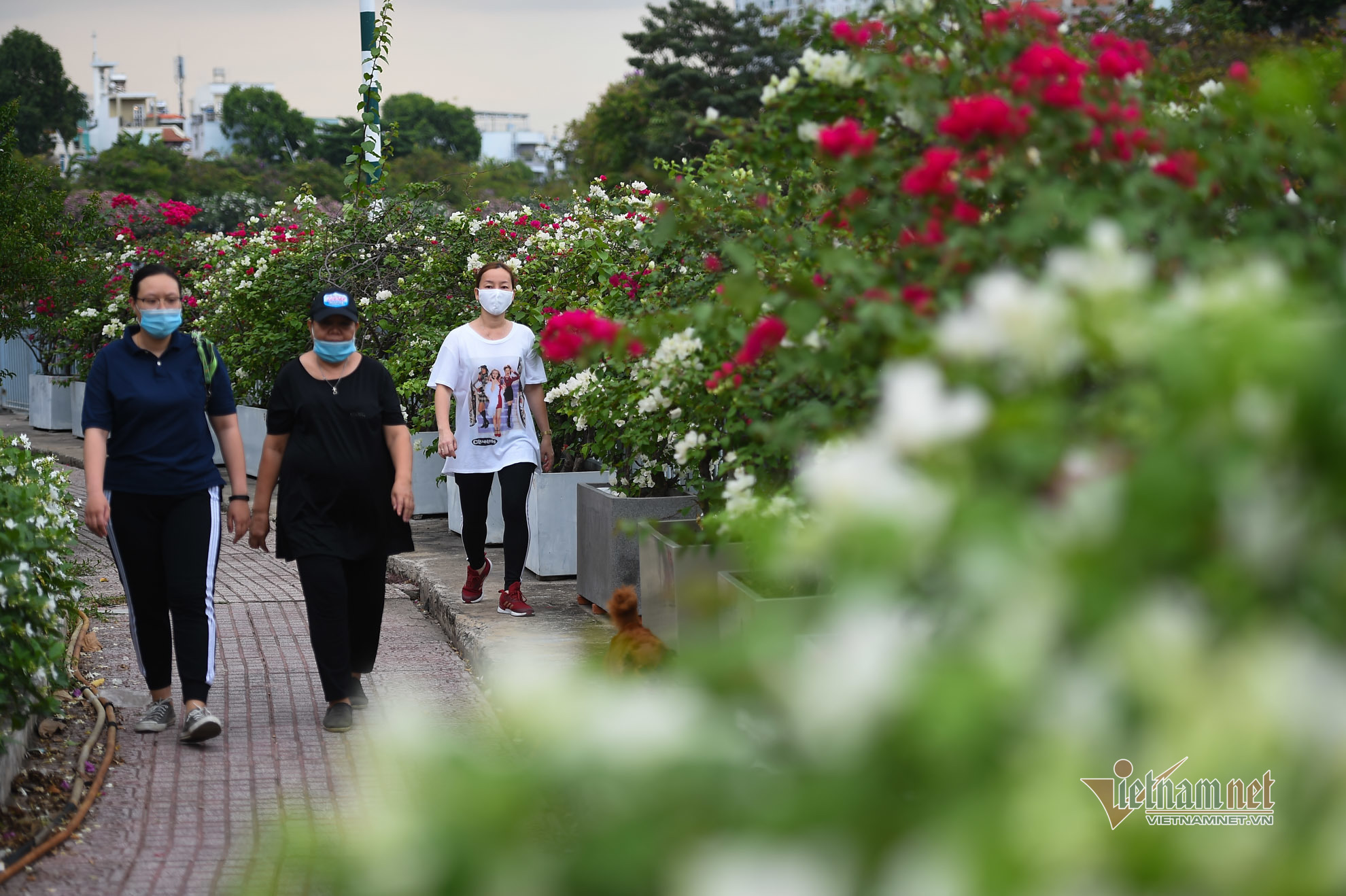 Đường hoa khoe sắc dọc kênh Nhiêu Lộc - Thị Nghè