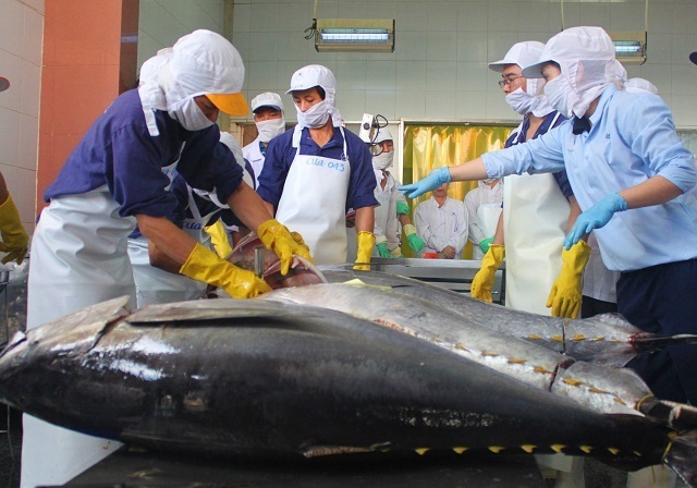 Mang cá ngừ đi nửa vòng trái đất, bất ngờ đắt hàng tăng 2.300%