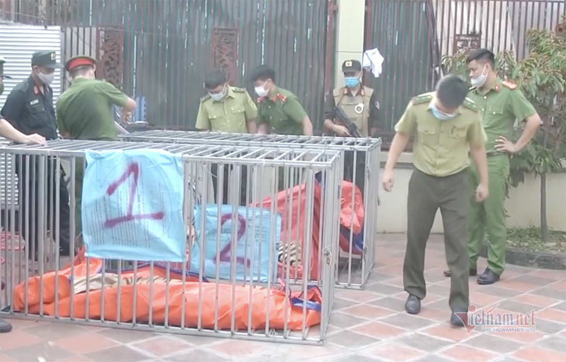 Nuôi nhốt 14 con hổ trong nhà dân ở Nghệ An, người đàn ông nhận 'kết đắng'