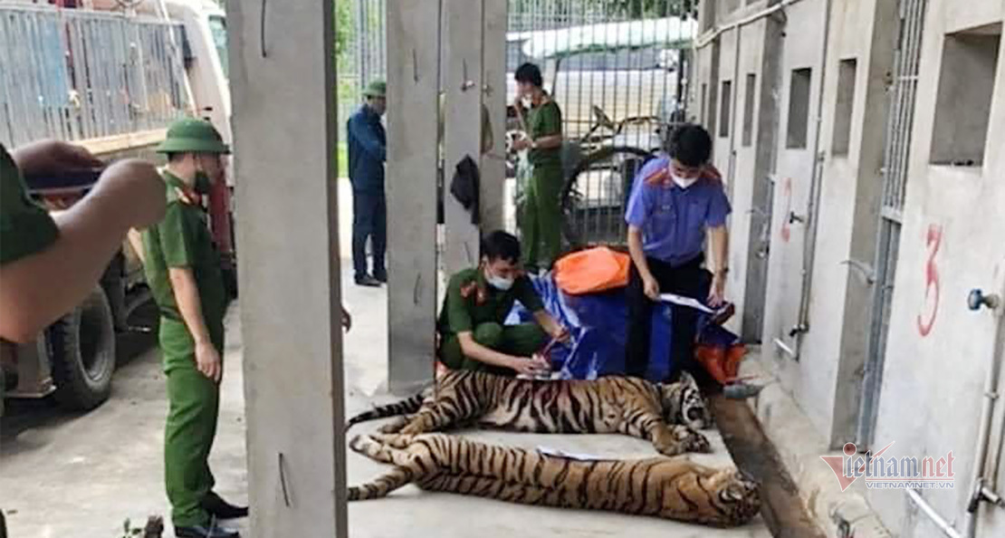 Nuôi nhốt 14 con hổ trong nhà dân ở Nghệ An, người đàn ông nhận 'kết đắng'