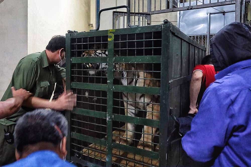 TGĐ Vườn thú Hà Nội tiết lộ thực đơn nuôi 8 con hổ chuyển về từ Nghệ An