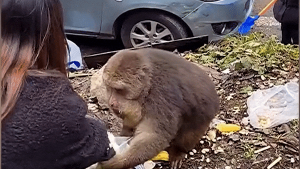 Cô gái thất kinh vì bất ngờ bị khỉ hoang dã tấn công