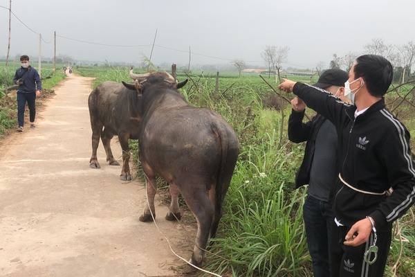 Bắt 2 nghi phạm mở hẳn trang trại để 'hợp thức hóa'  trâu, bò trộm cắp về