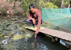 Farmer in Mekong Delta bottle-feeds fish