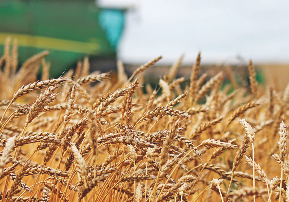 Giá lúa mì tăng cao kỷ lục