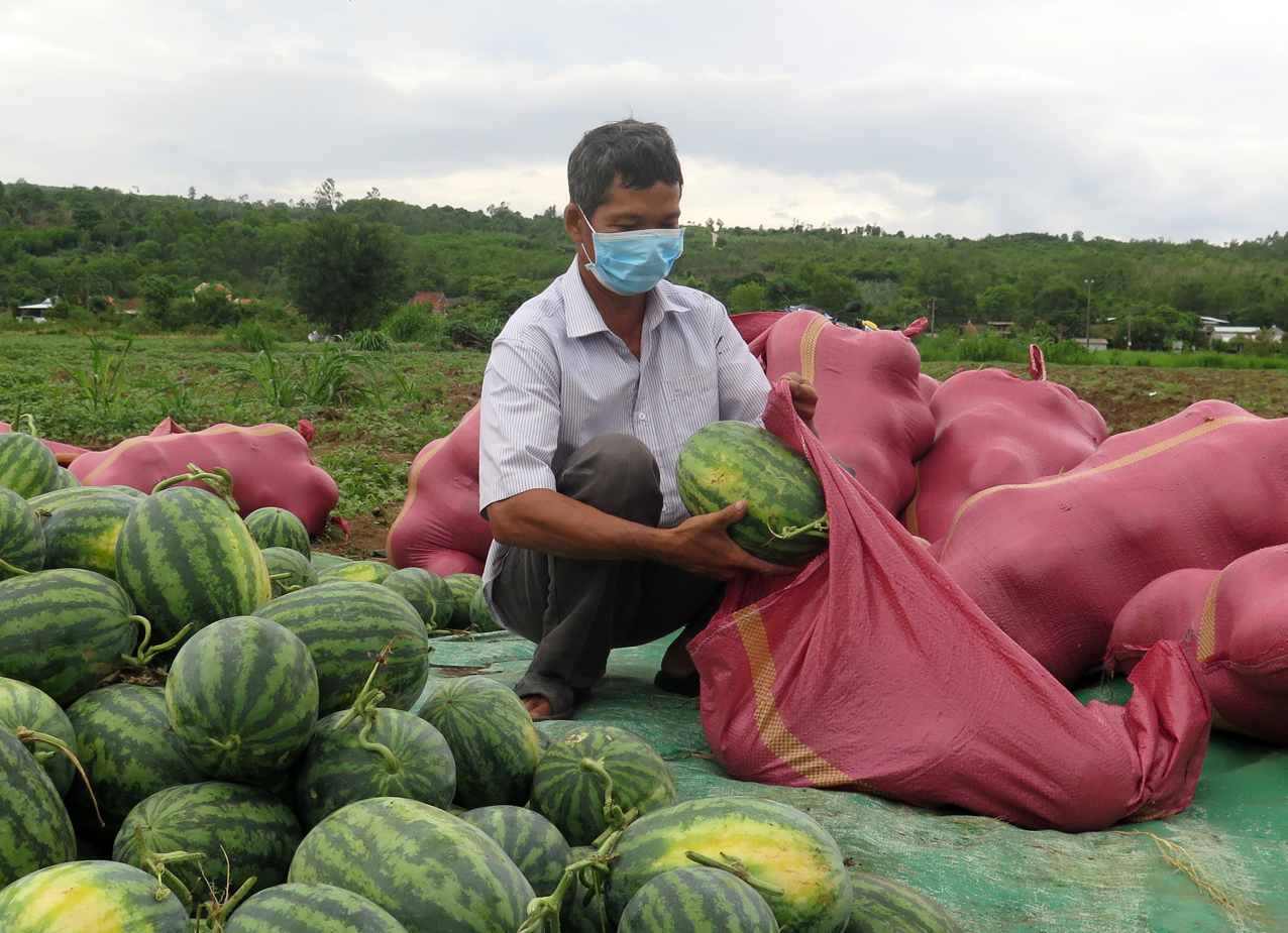 2.000 đồng/kg vẫn ế, ba tháng trời buồn lăn lóc theo trái dưa