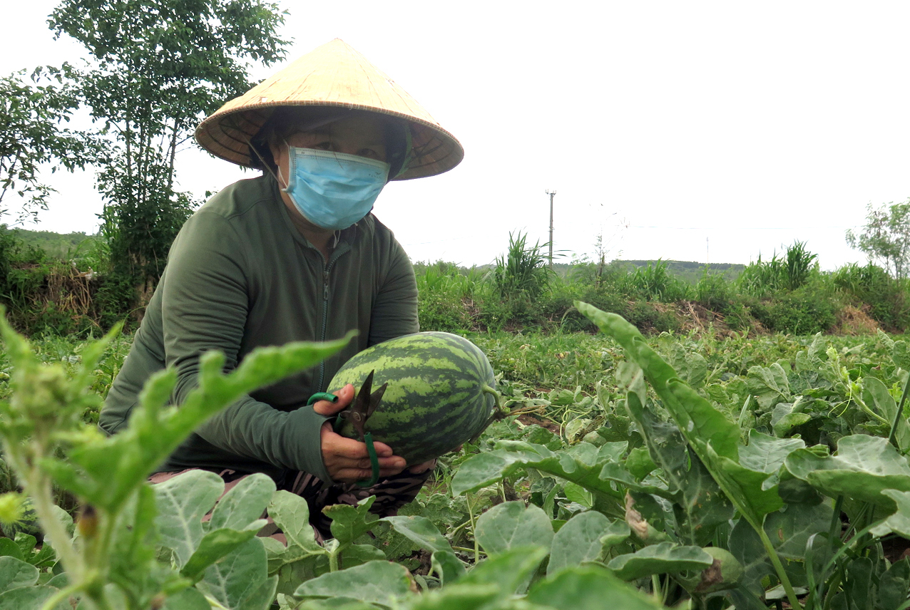 2.000 đồng/kg vẫn ế, ba tháng trời buồn lăn lóc theo trái dưa