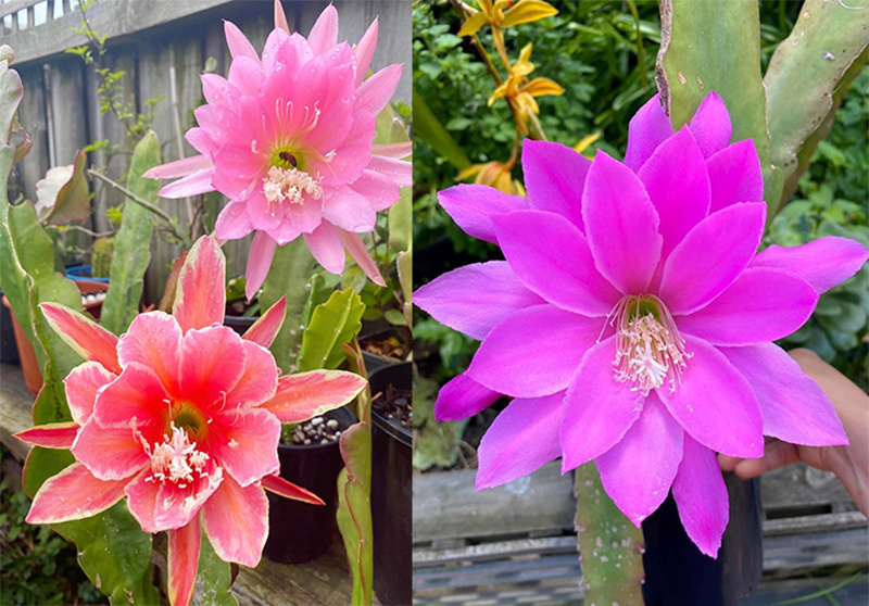 Chồng Việt tặng vợ vườn hoa tuyệt đẹp trên đất Úc, ai thấy cũng xuýt xoa