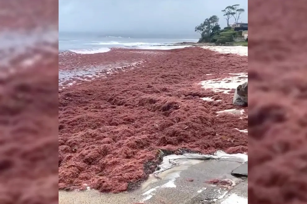 Bãi biển cát trắng đẹp nhất thế giới bất ngờ phủ kín tảo đỏ và giòi, bốc mùi ẩm mốc