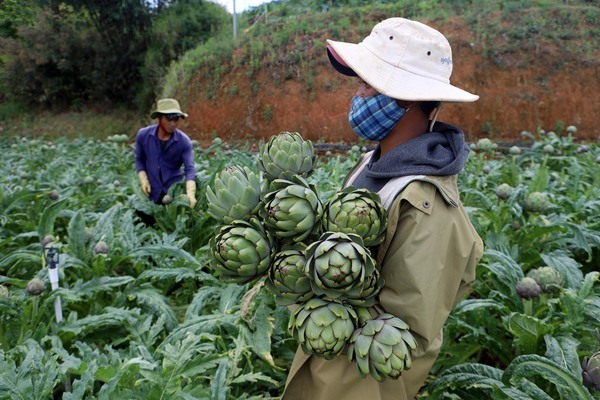Da Lat farmers harvest artichokes