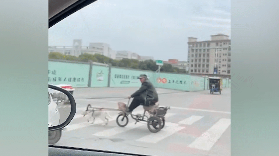 Chó kéo xe ba bánh chở ông chủ dạo phố