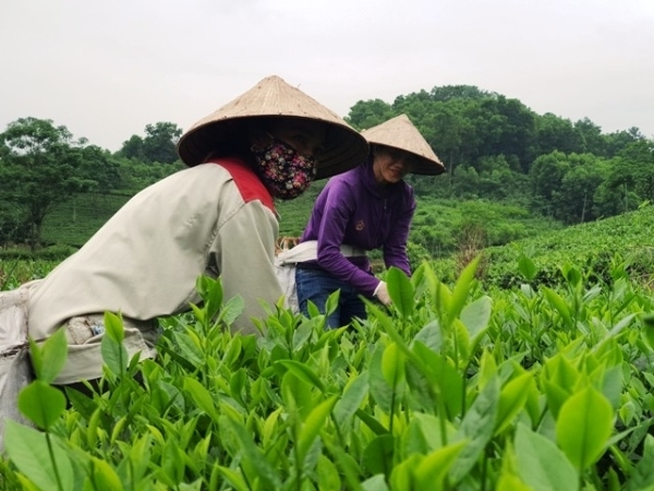 Tỉnh Thái Nguyên hợp lực đưa hộ sản xuất nông nghiệp lên sàn thương mại điện tử