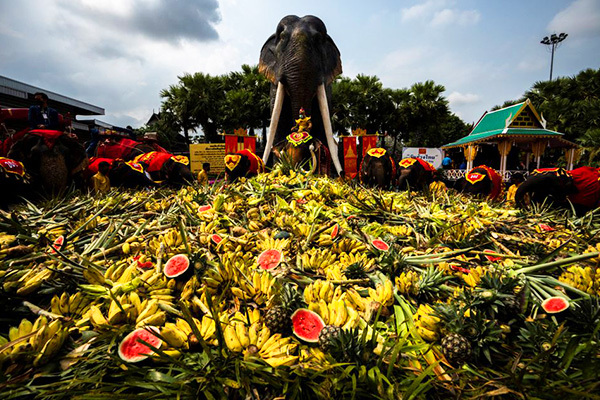 Thái Lan tổ chức 'đại tiệc buffet' hàng tấn hoa quả cho voi trong lễ hội