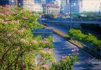 Phố Sài Gòn 'khoác áo mới', rực rỡ trong sắc hoa kèn hồng