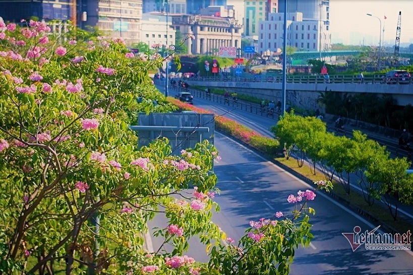 Phố Sài Gòn 'khoác áo mới', rực rỡ trong sắc hoa kèn hồng